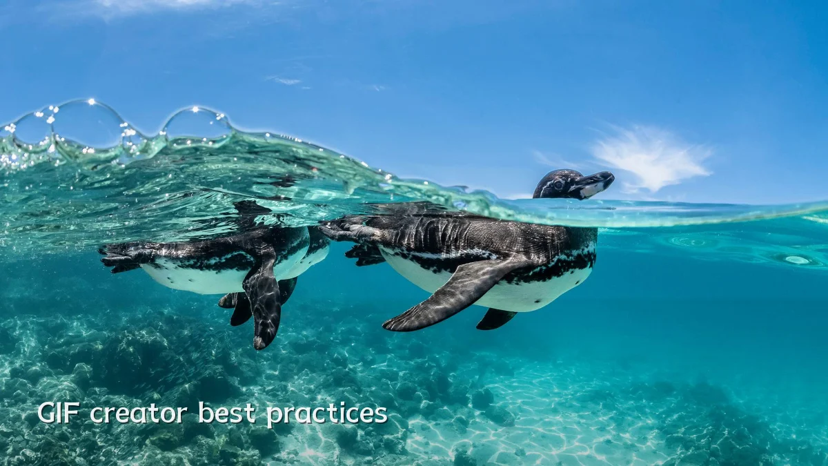GIF creator best practices