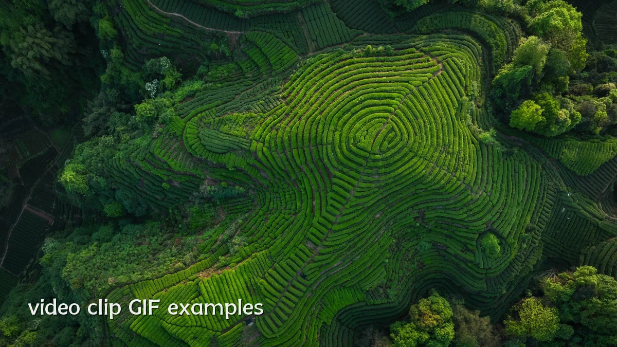video clip GIF examples