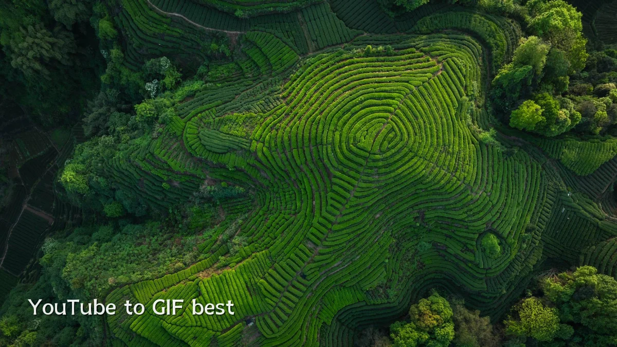 YouTube to GIF best