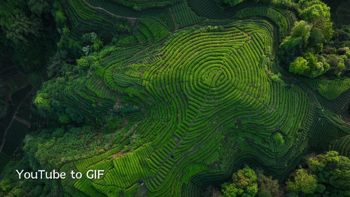 YouTube to GIF