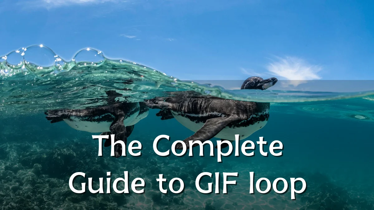 The Complete Guide to GIF loop