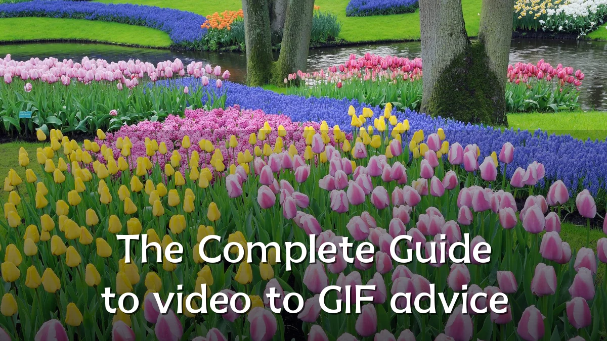 The Complete Guide to video to GIF advice