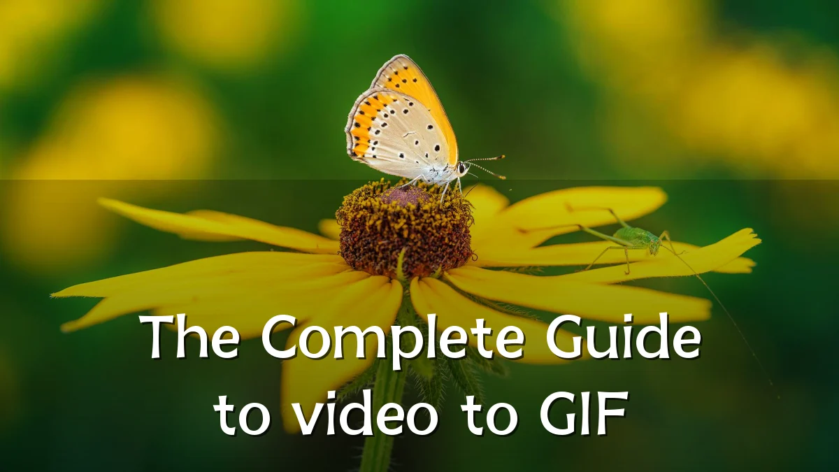 The Complete Guide to video to GIF