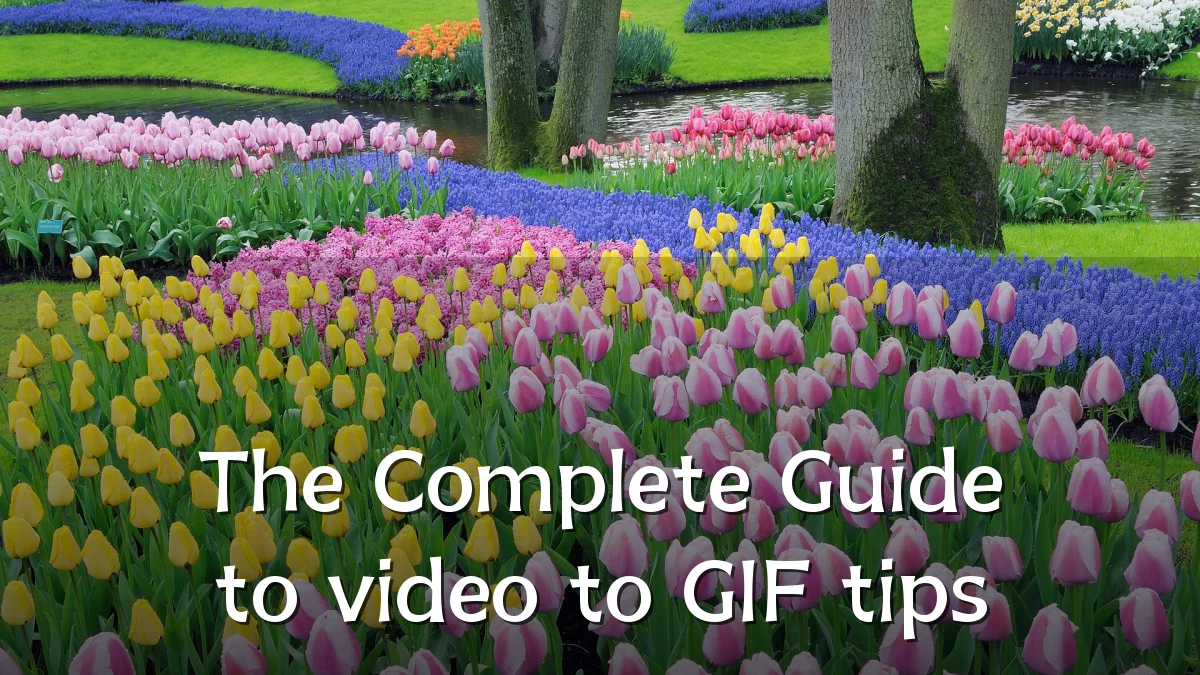 The Complete Guide to video to GIF tips