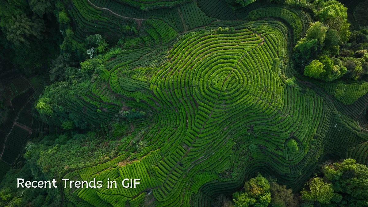 Recent Trends in GIF
